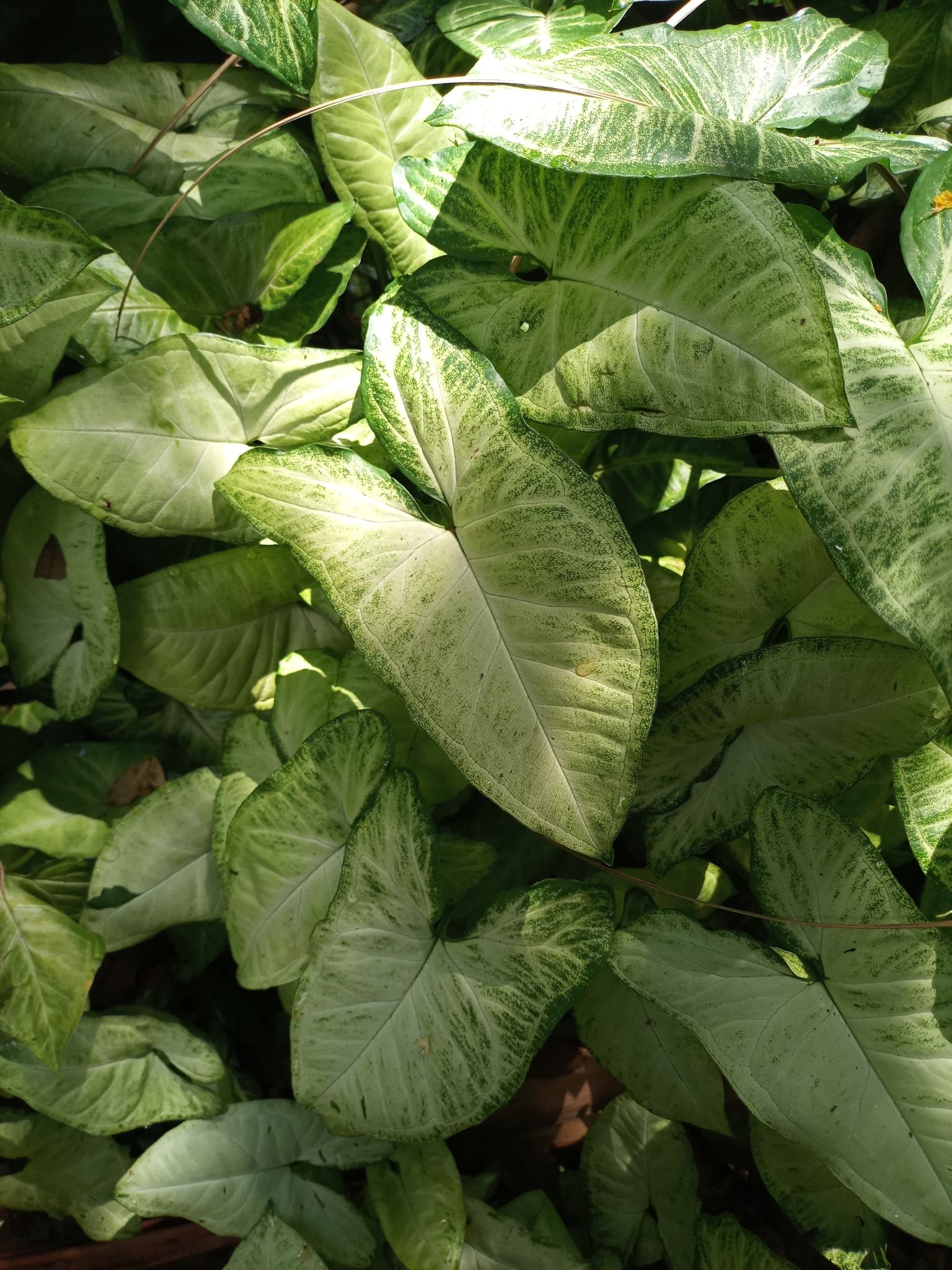 Syngonium podophyllum 'Pixie'